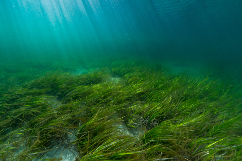 Seegras unter Wasser 