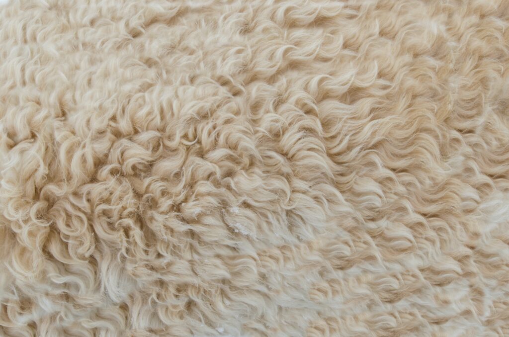 Hier sehen Sie den Rücken eines Schafes mit dem Wärmedämmstoff Schafwolle.