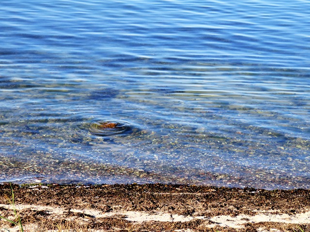 Seegras im Wasser